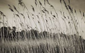 Preview wallpaper grass, field, plants, dry, bw