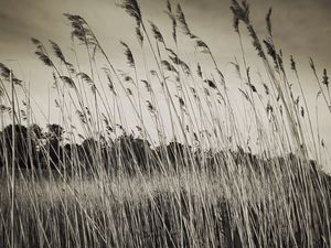 Preview wallpaper grass, field, plants, dry, bw