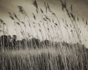 Preview wallpaper grass, field, plants, dry, bw