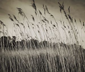 Preview wallpaper grass, field, plants, dry, bw