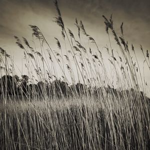 Preview wallpaper grass, field, plants, dry, bw