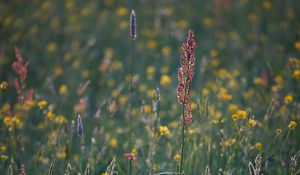Preview wallpaper grass, field, plants, summer