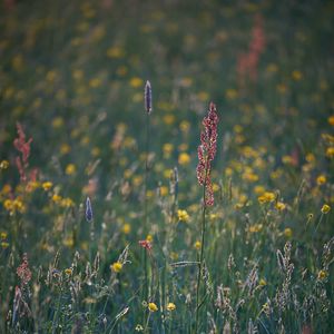 Preview wallpaper grass, field, plants, summer