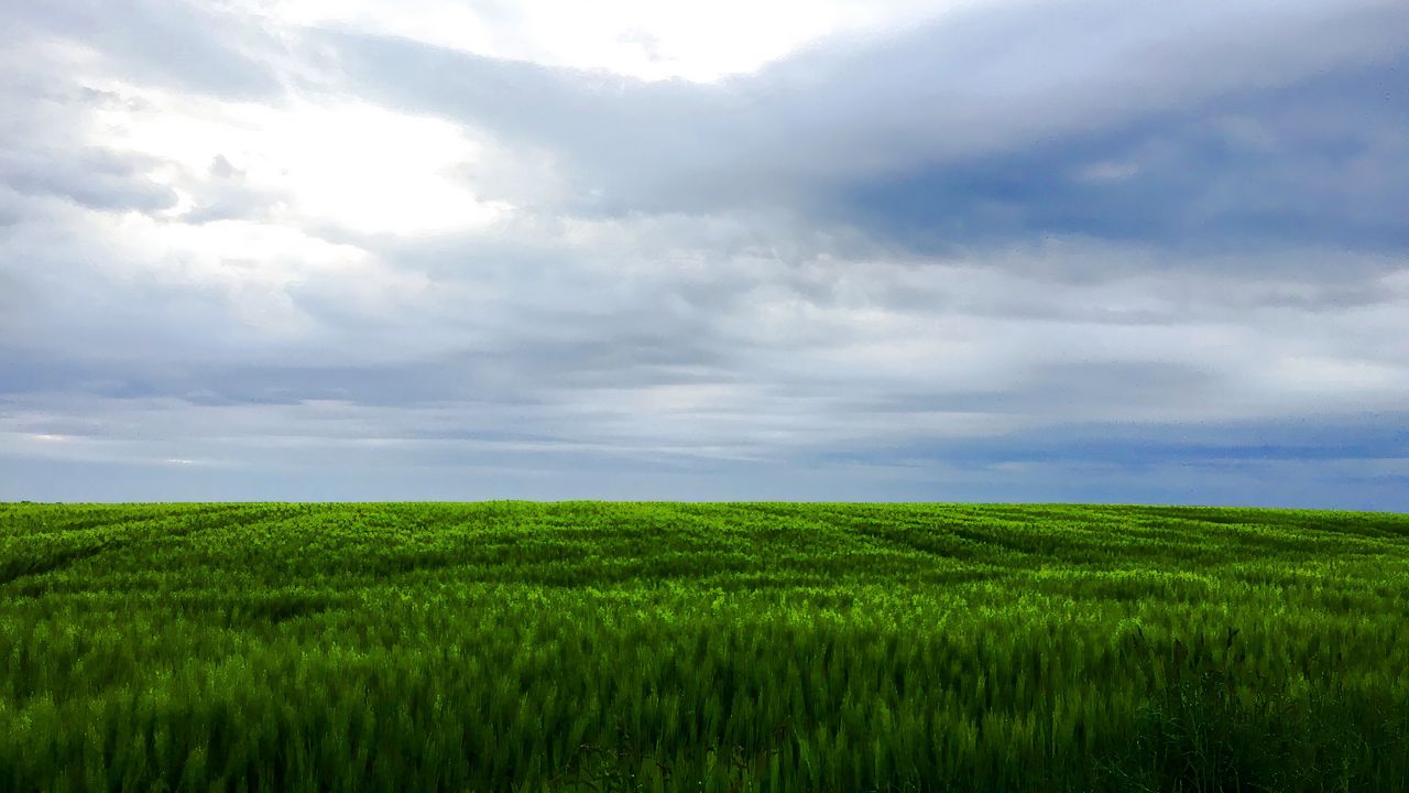 Wallpaper grass, field, sky, landscape, nature