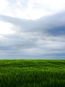 Preview wallpaper grass, field, sky, landscape, nature