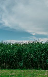 Preview wallpaper grass, field, summer, sky, green