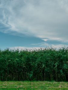 Preview wallpaper grass, field, summer, sky, green