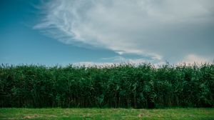 Preview wallpaper grass, field, summer, sky, green