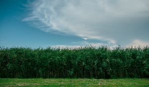 Preview wallpaper grass, field, summer, sky, green