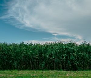 Preview wallpaper grass, field, summer, sky, green