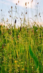 Preview wallpaper grass, field, summer, green, sunny
