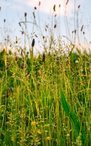 Preview wallpaper grass, field, summer, green, sunny