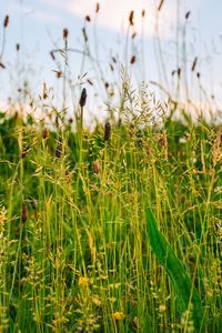 Preview wallpaper grass, field, summer, green, sunny