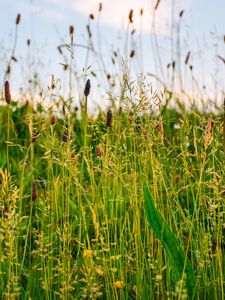 Preview wallpaper grass, field, summer, green, sunny