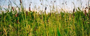 Preview wallpaper grass, field, summer, green, sunny