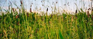 Preview wallpaper grass, field, summer, green, sunny
