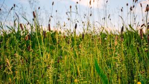 Preview wallpaper grass, field, summer, green, sunny