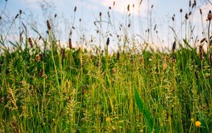 Preview wallpaper grass, field, summer, green, sunny