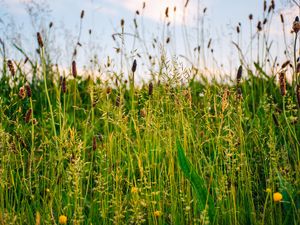 Preview wallpaper grass, field, summer, green, sunny