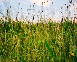 Preview wallpaper grass, field, summer, green, sunny