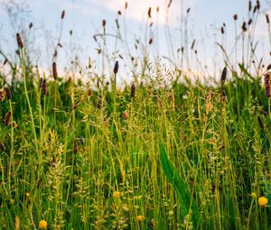 Preview wallpaper grass, field, summer, green, sunny