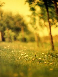 Preview wallpaper grass, field, summer, flowers, degradation, green, effect