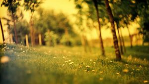 Preview wallpaper grass, field, summer, flowers, degradation, green, effect