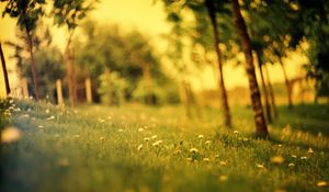 Preview wallpaper grass, field, summer, flowers, degradation, green, effect