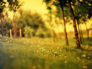 Preview wallpaper grass, field, summer, flowers, degradation, green, effect