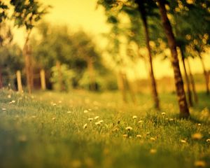 Preview wallpaper grass, field, summer, flowers, degradation, green, effect