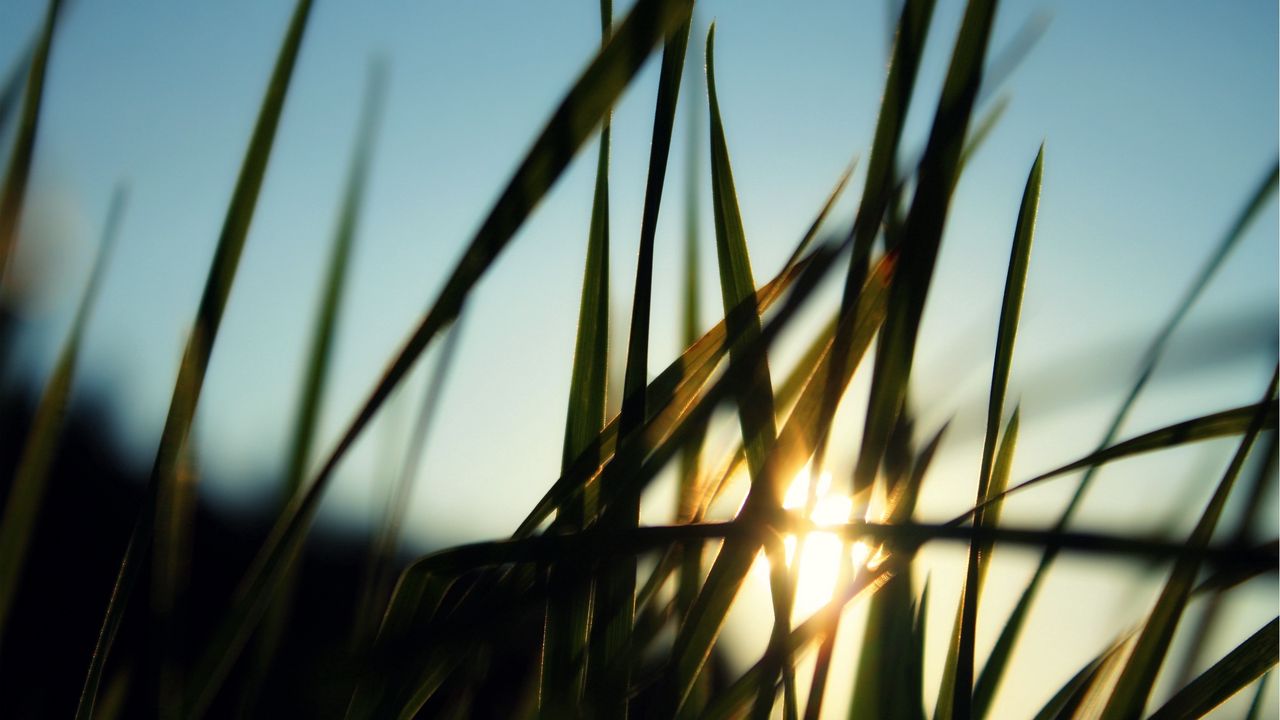 Wallpaper grass, field, sun, dawn, greens, morning