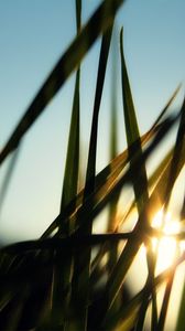 Preview wallpaper grass, field, sun, dawn, greens, morning