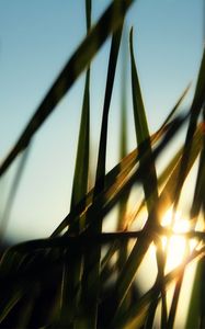 Preview wallpaper grass, field, sun, dawn, greens, morning