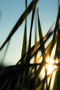 Preview wallpaper grass, field, sun, dawn, greens, morning