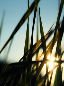 Preview wallpaper grass, field, sun, dawn, greens, morning