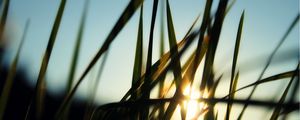 Preview wallpaper grass, field, sun, dawn, greens, morning