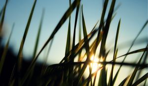 Preview wallpaper grass, field, sun, dawn, greens, morning