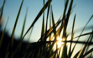 Preview wallpaper grass, field, sun, dawn, greens, morning