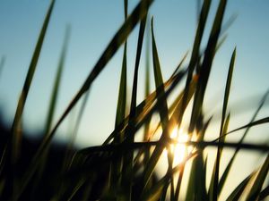 Preview wallpaper grass, field, sun, dawn, greens, morning