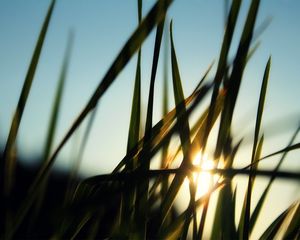 Preview wallpaper grass, field, sun, dawn, greens, morning