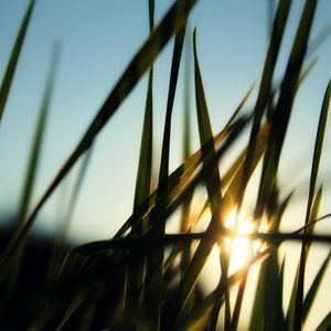 Preview wallpaper grass, field, sun, dawn, greens, morning