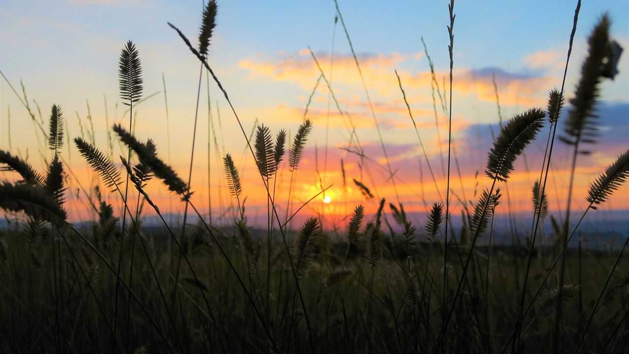 Wallpaper grass, field, sunset, nature