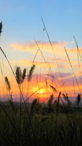 Preview wallpaper grass, field, sunset, nature