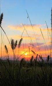 Preview wallpaper grass, field, sunset, nature