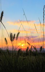 Preview wallpaper grass, field, sunset, nature