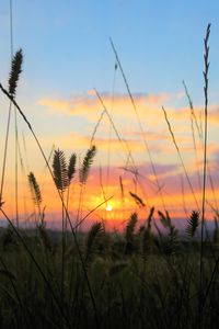 Preview wallpaper grass, field, sunset, nature