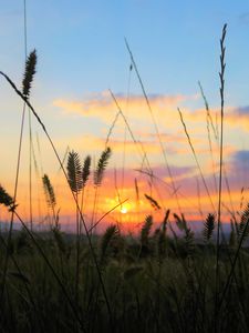 Preview wallpaper grass, field, sunset, nature