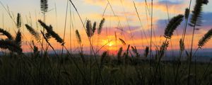 Preview wallpaper grass, field, sunset, nature