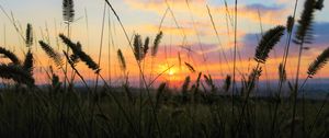 Preview wallpaper grass, field, sunset, nature