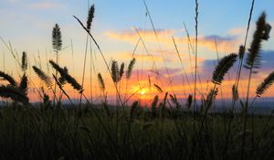 Preview wallpaper grass, field, sunset, nature
